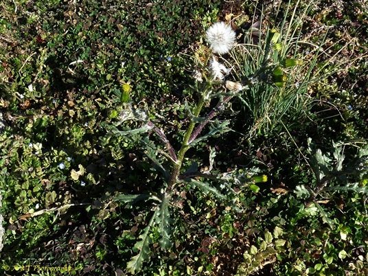 {Senecio vulgaris}